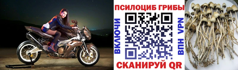 Псилоцибиновые грибы мицелий  купить наркотик  кракен как войти  Завитинск 